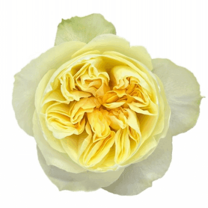 Rose Gdn Antonia 40cm tessa(25
