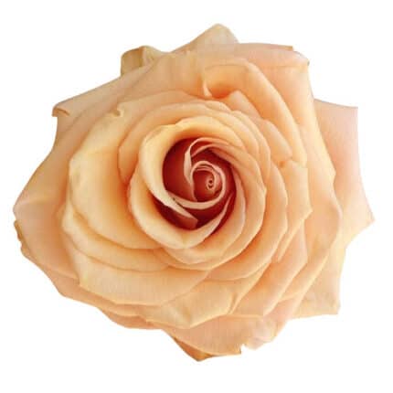 Rose Pearl Finesse 60cm toscan