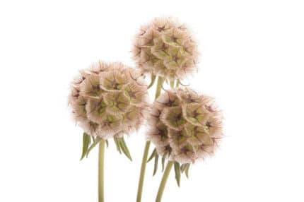 Scabiosa Pods Regional - SCA POD REG