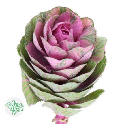 Kale Pink holex(STEM)