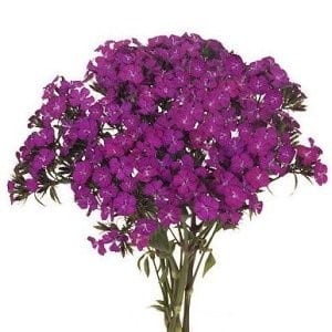 Dianthus Purple esmeralda