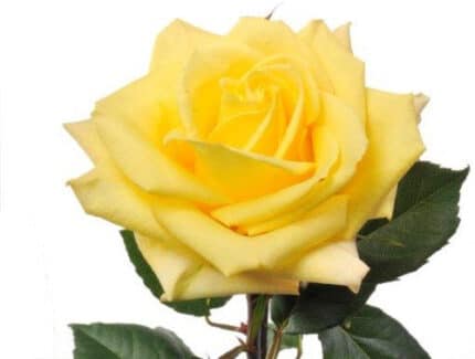 Rose Skyline 50cm rfi