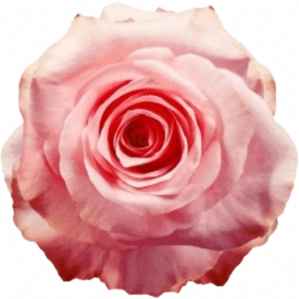 Rose Be Sweet 80cm Naranjo
