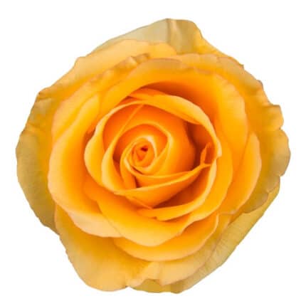 Rose Dejavue 70cm naranjo