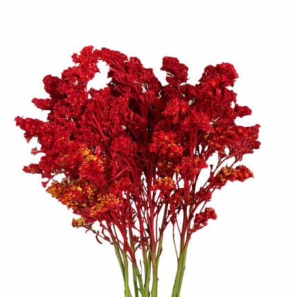 Solidago Red sole