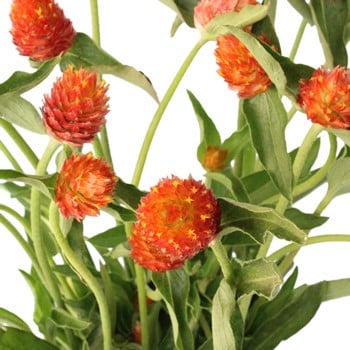Gomphrena Orange flboard