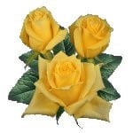 GOLDA (yellow) 40 swf