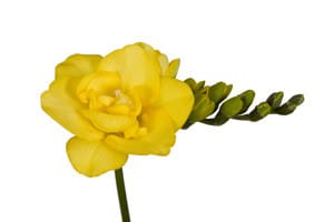 Freesia Clarissa dbl holl(yell