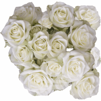 RoseSpray Floreana tessa