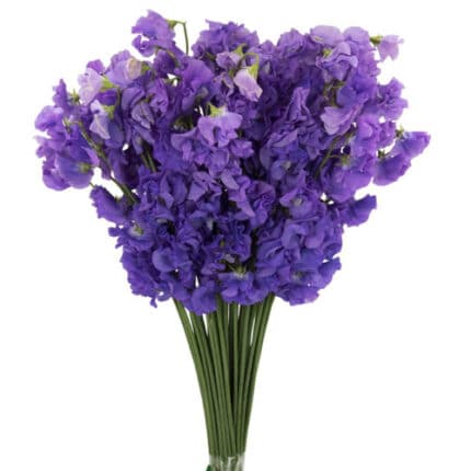 Sweet Pea Amethyst holex