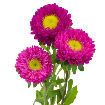 Aster Matsu HotPink bmark