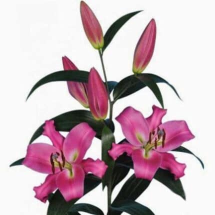 Lily Resolute holland
