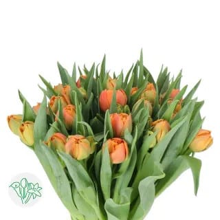 Tulip Dbl Coral Peach holl