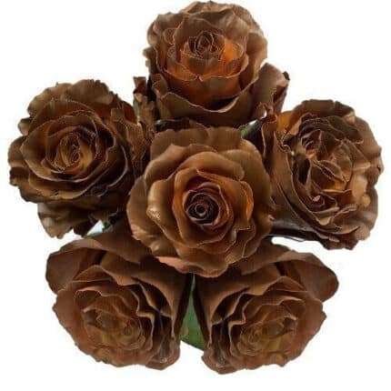 Rose Choccolato 50cm florecal
