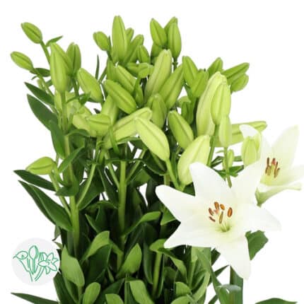 Lily La Bach trilogy