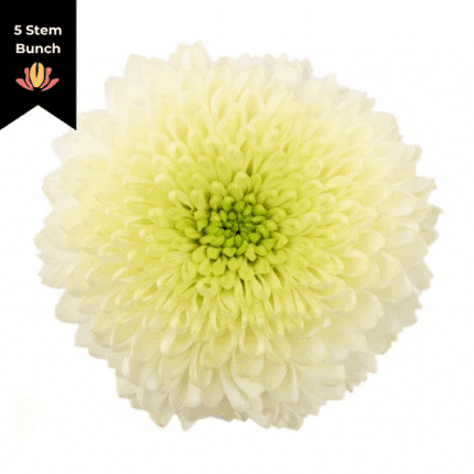Mum Disbud Ball White gdns(5st