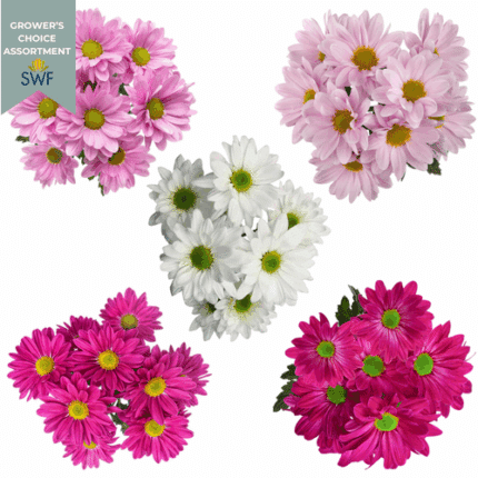 Pom Daisy Asst V-day (12pack)