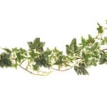 Ivy garland 6ft varigated each