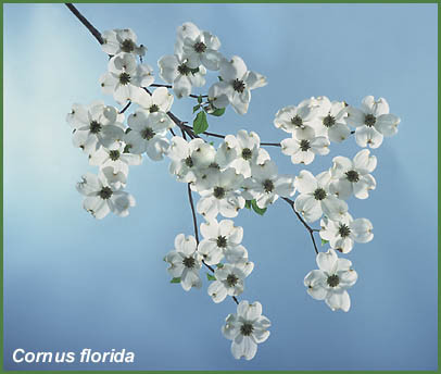 Dogwood white sberry 3-4ft