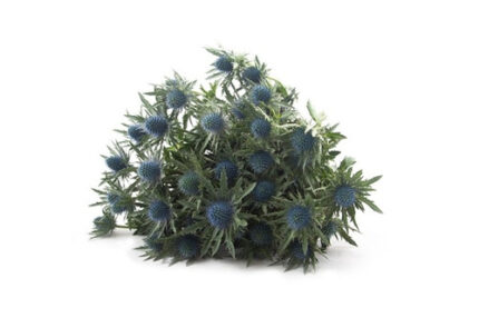 Eryngium Aquarius Questar holl(10st)