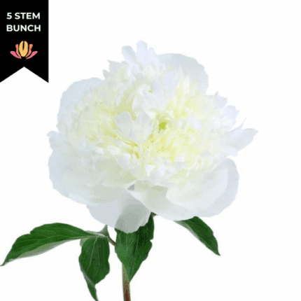 Peony Duchess holex(5st)