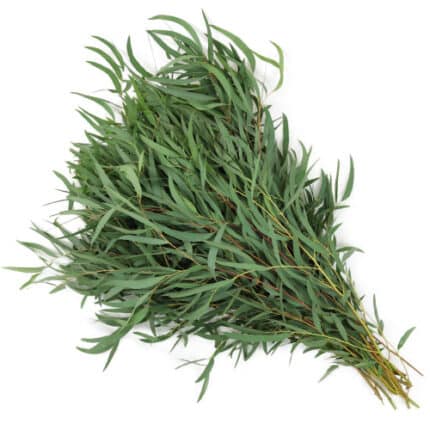 Eucalyptus Willow(10case)fl un