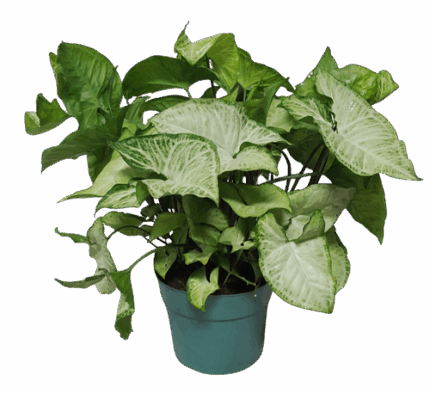 6" POTTED BUTTERFLY