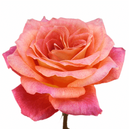 Rose BigFun 50cm rio