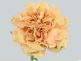 Carn. Sel. Earth golden