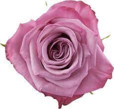 Rose MoodyBlues 80cm rprima