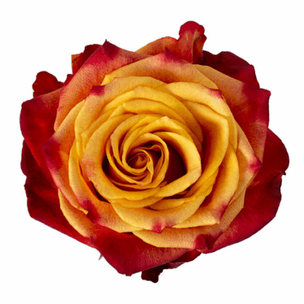 Rose Atomic 70cm tessa