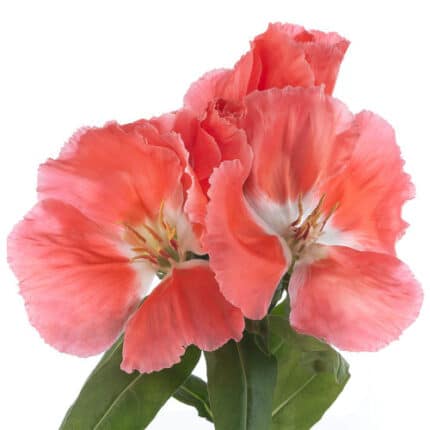 Godetia Salmon golden