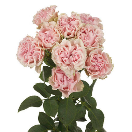 Garden Sweet Flow 50cm floreca