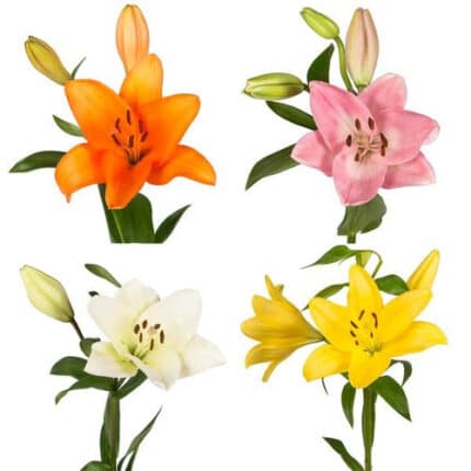 Lily La Asst(8case)rio