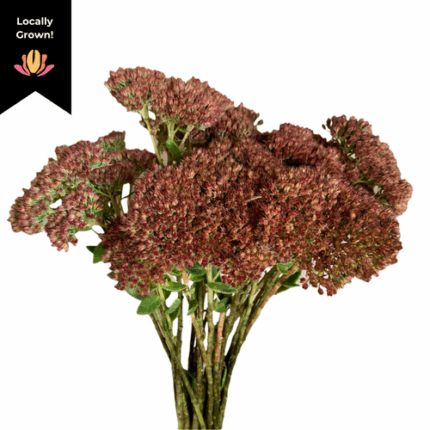Sedum Autumn Joy cramer