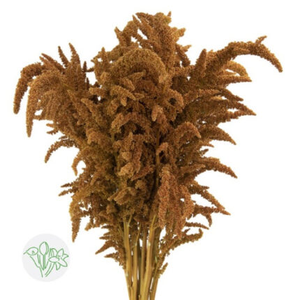 Amaranthus Hot Biscuit Upright