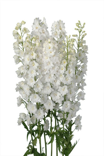 Delph Elatum Centurion White h