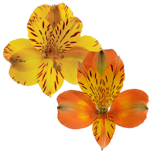 13050277-76f0-4e3a-a3b1-837cf57febd3.png Alstro Red, Yell Mix 5bu - Image 1