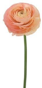 Ranunculus PeachPk can(5st)lar