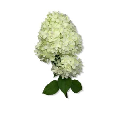 Hydrangea Limelight Local