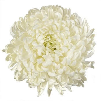 Mum Football White florisol