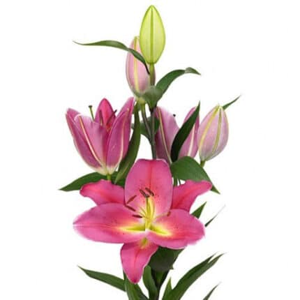 Lily Pink hybrid trilogy