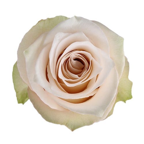 13573dba-6a58-442f-addc-471fc5ad5000.jpg Rose Soul 50cm rprima - Image 1