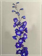 DELPH hyb blue cont fl (5)