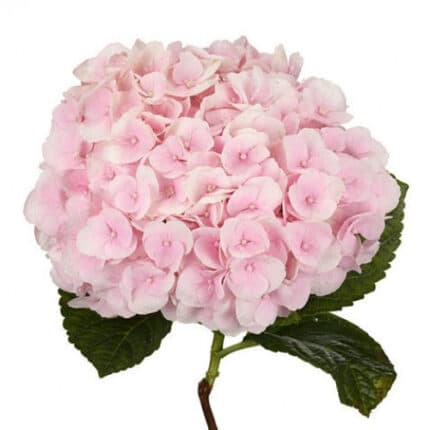 Hydrangea Lt Pk galleria(STEM)