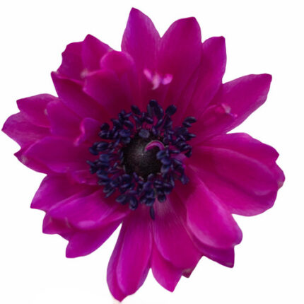 Anemonie Fullstar Bright Rose