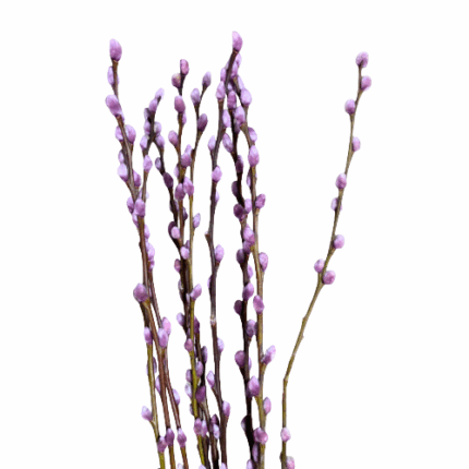P. Willow Dyed Pastel Purple h
