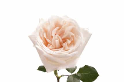 Rose Grdn WhiteOhara(12stm)