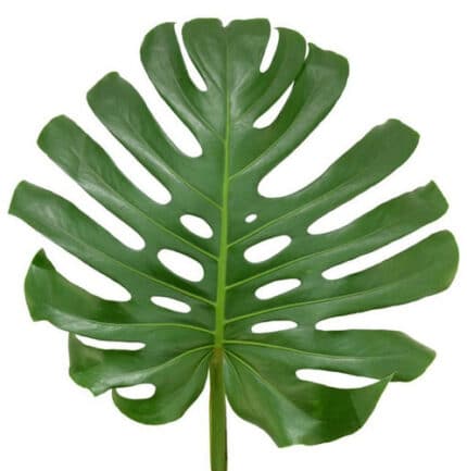 Monstera Leaf holl(STEM) - TR MON LEAF 70