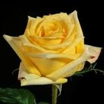 Gold mohana 60 rio